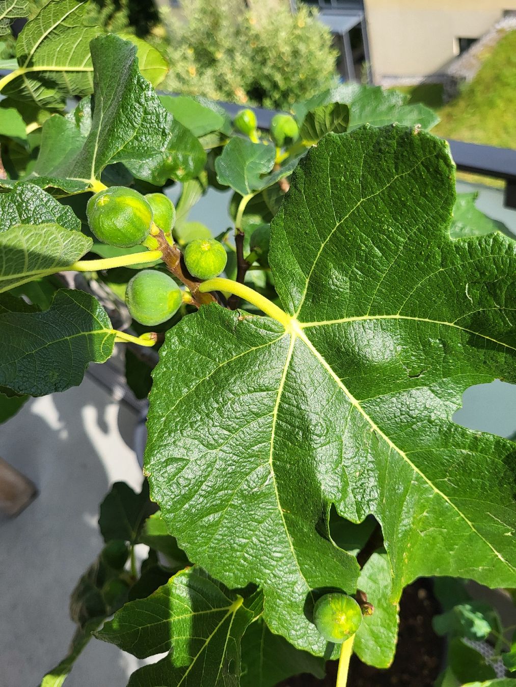 Plantes & graines: Feigenbaum mit Fruechten im Topf gute Pflege – D'occasion à Zürich par Lizi7 3