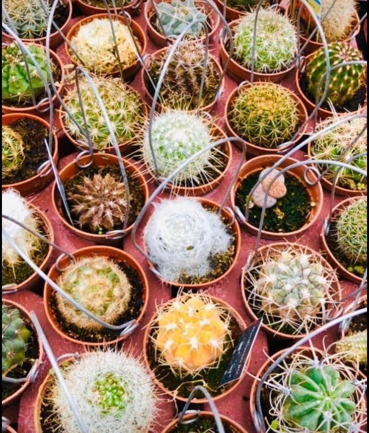 Pflanzen & Samen: 20 VERSCHIEDENE KAKTEEN COLLECTION – Neu und originalverpackt aus Rovio von POSITIFFARTandPLANTS 3