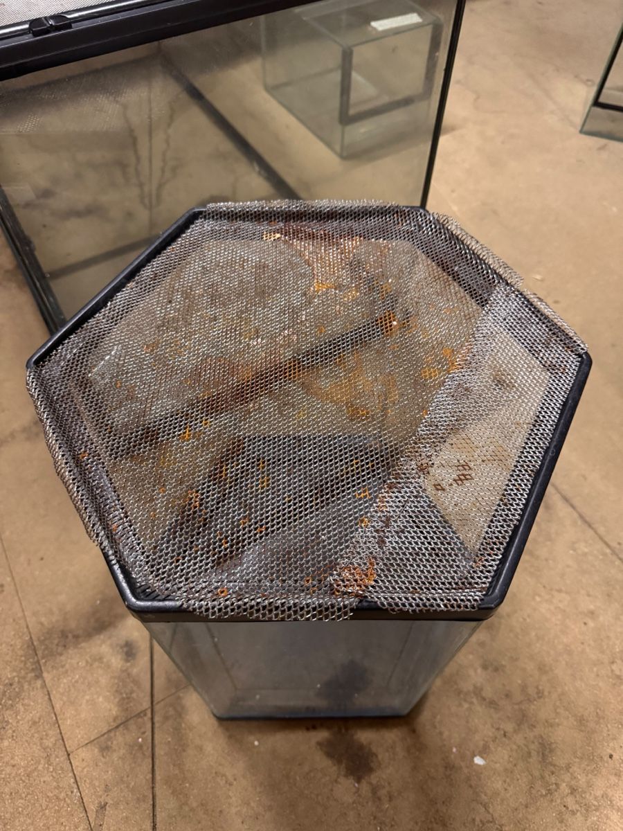 Terrario: Glassterrarium – Difettoso da Wil ZH venduto da chillyhunter 4