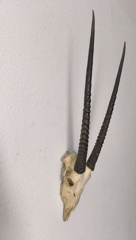 Autres collections & raretés: echten Schädel einer Oryx Antilope – D'occasion à Rüti ZH par Restwert_Rueti_ZH 2