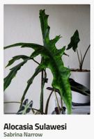 Alocasia Sabrina Narrow Rhizom