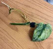 Scindapsus bakunawa variegated