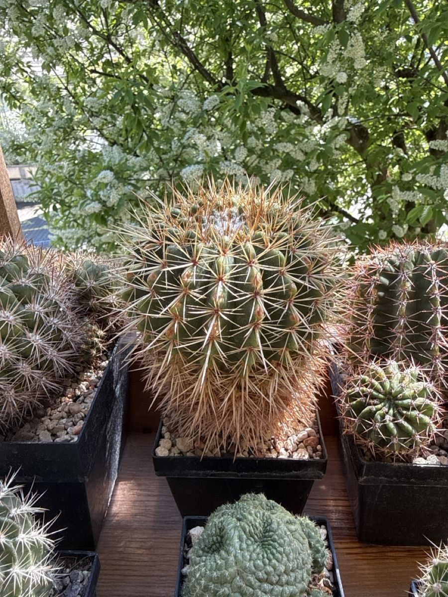 Piante & sementi: Notocactus roseoluteus – Usato da Rorbas venduto da SimS0n