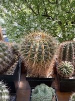 Notocactus roseoluteus