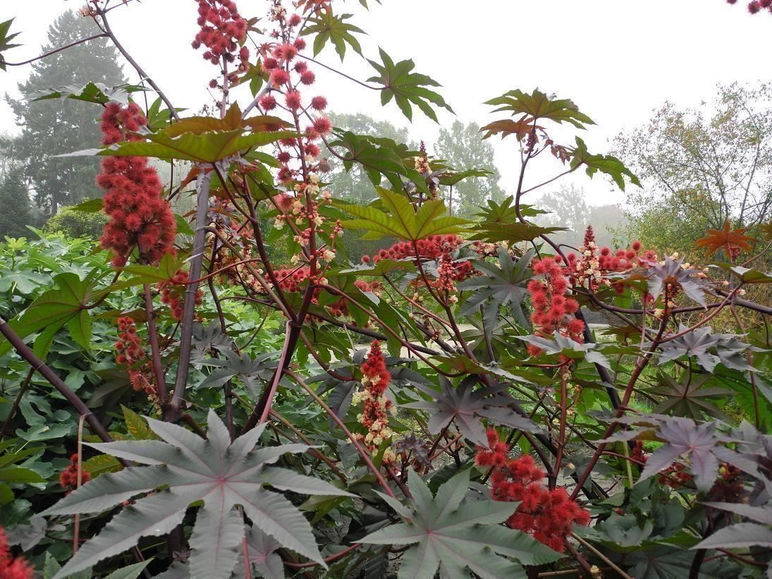 Pflanzen & Samen: Rizinus (Ricinus communis) - Pflanze! – Neu (gemäss Beschreibung) aus Steffisburg von Petroselium