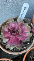 Hauswurz / Sempervivum rot mit grünen Spitzen ca. 6-7 cm