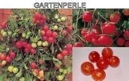 TOMATE NAIN GARTENPERLE (TRES ABONDANTE)