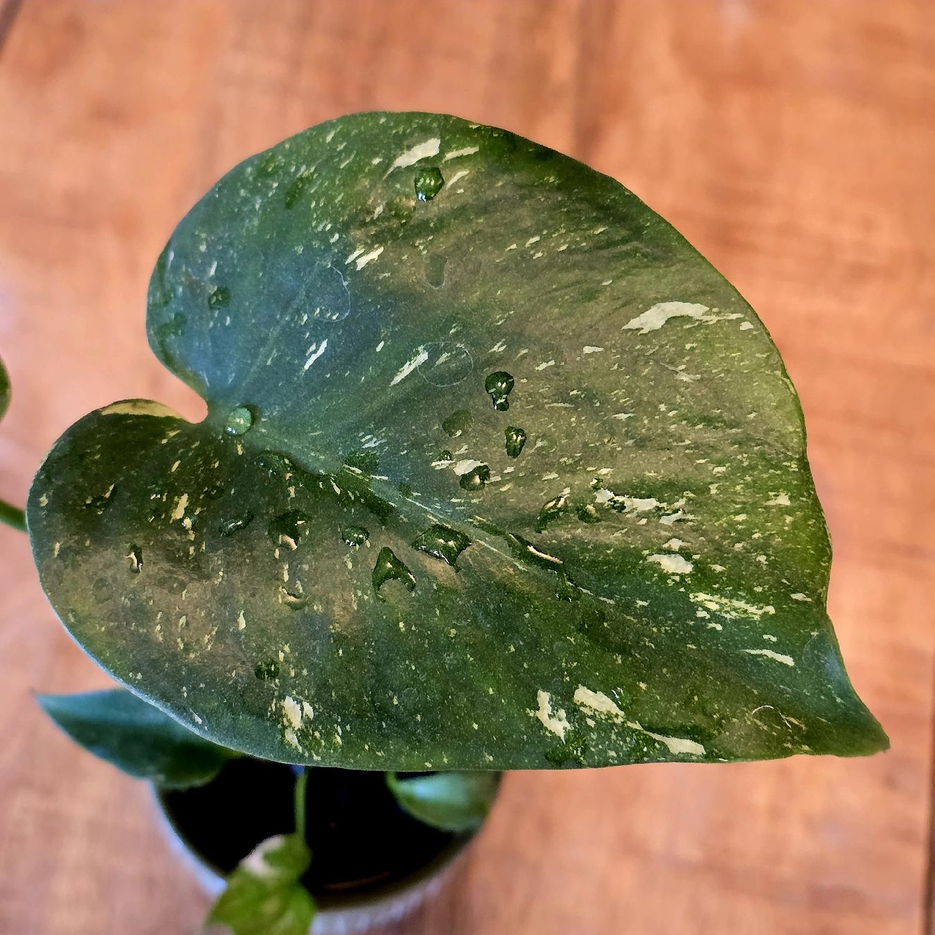 Plantes & graines: 🪴 Baby Monstera Thaï Constellation – Neuf (Voir description) à Misery par oas_khk5 1