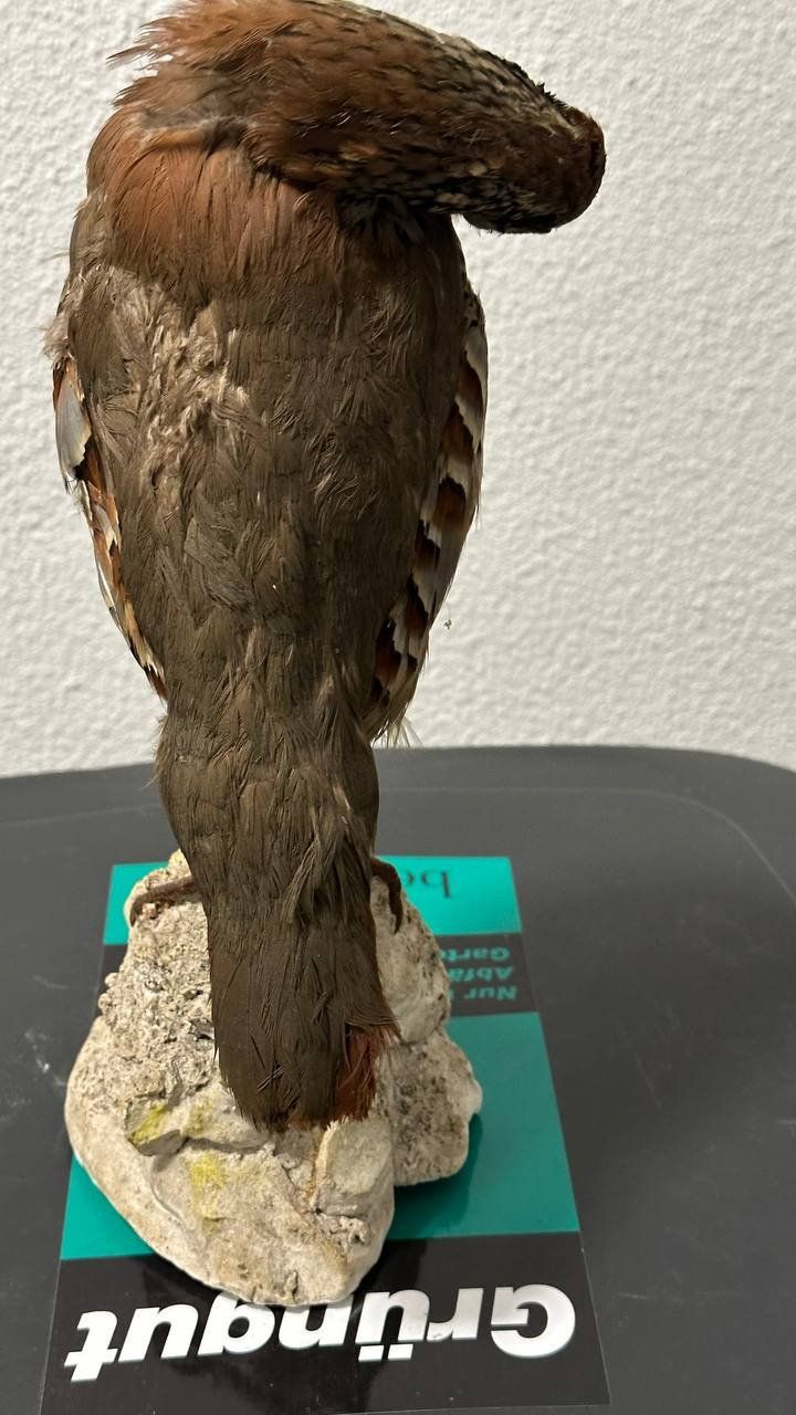 Il mondo degli animali: Ausgestopfter Vogel – Usato da Beringen venduto da Mantafisch1 2