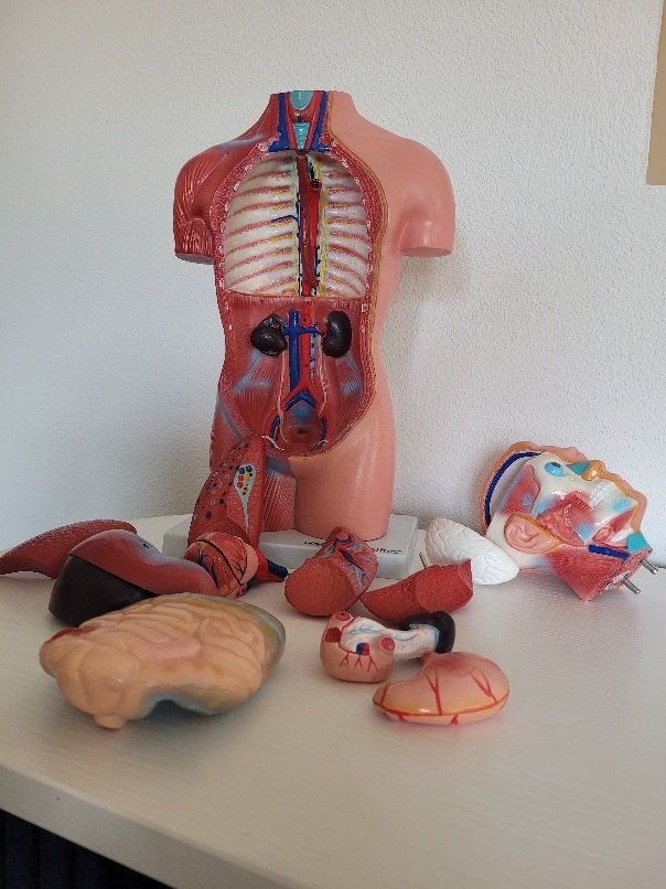 Modellbausätze & Standmodelle: medizinisches Torsomodell – Gebraucht aus Elgg von RmBiker 1