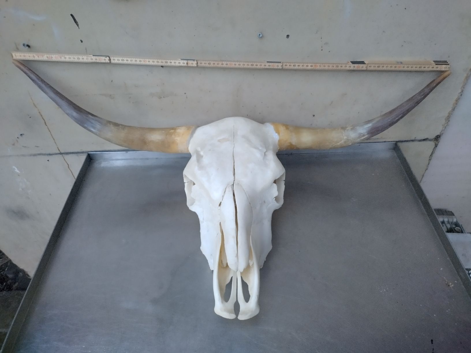Il mondo degli animali: Grosser echter Kuh Schädel / imposant 103cm breit – Usato da Wettingen venduto da Bwalti