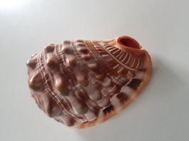 Natürl.  kl. Muschel L ca. 11 cm B ca. 9 cm nicht behandelt