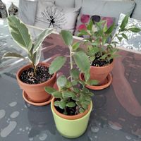 3 Zimmerpflanzen Ficus, Crassula, Bryophyllum Gummibaum Mix