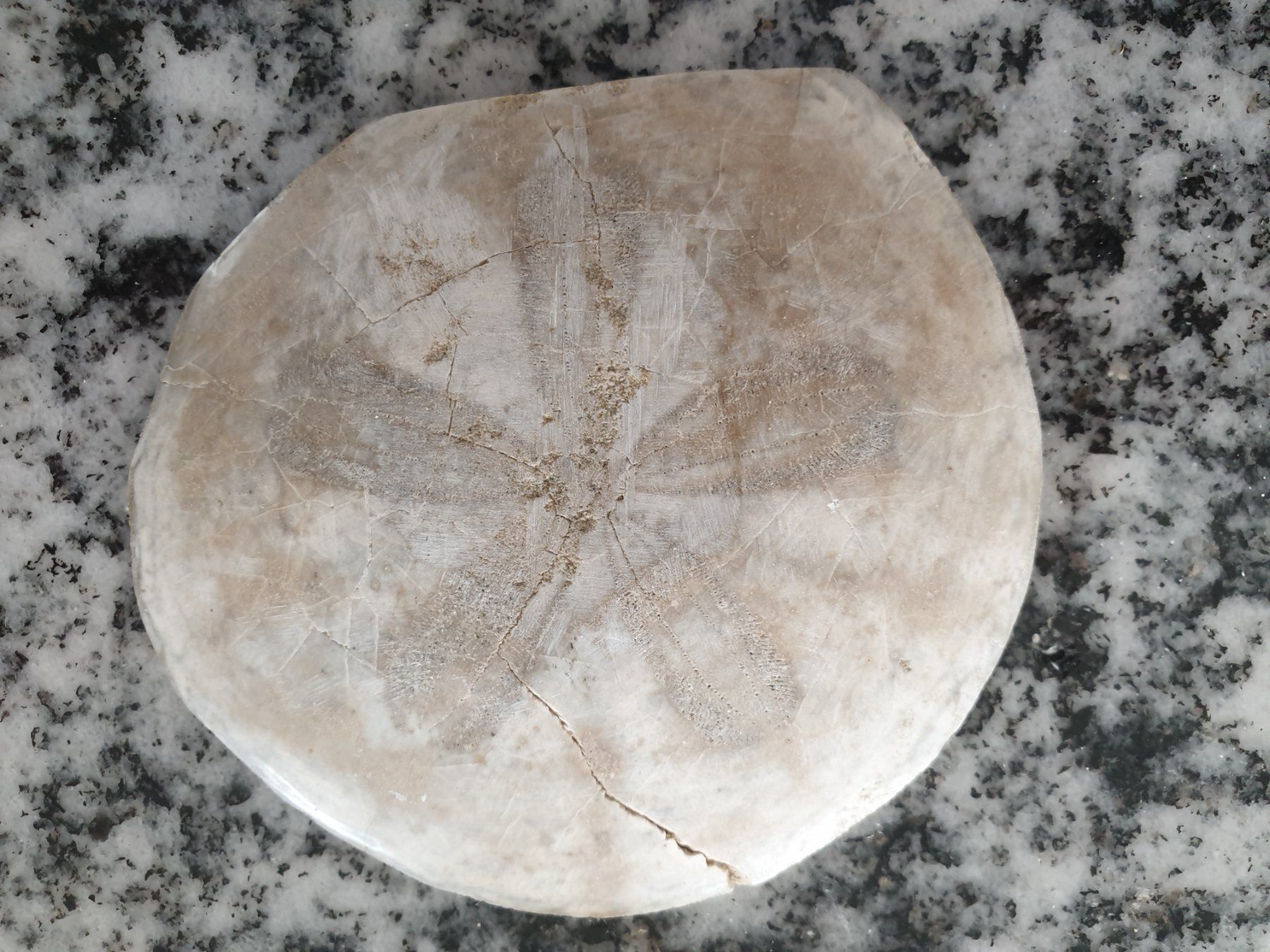 Fossili: Versteinerungen – Usato da Wald ZH venduto da Walder8636 8