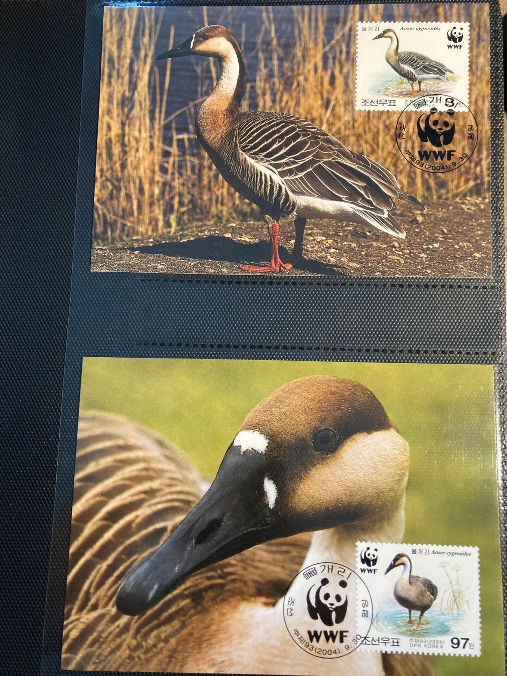 Tutti i francobolli: WWF Korea 2004 Satz Schwanengans Maximumkarten – Nuovo (secondo la descrizione) da Winterthur venduto da schnueps 1