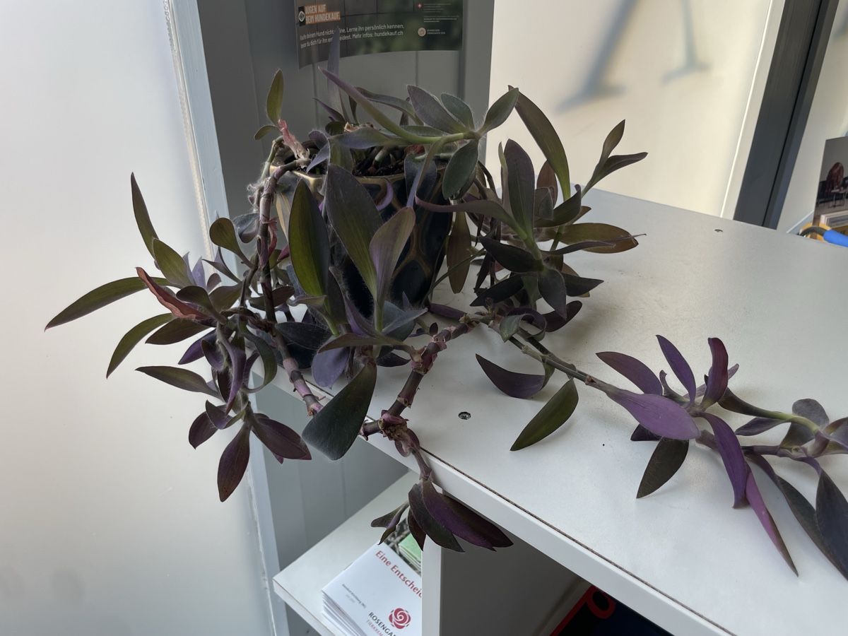Piante & sementi: Zimmer Pflanze hängend mit Topf – Usato da Nidau venduto da Beritundpan