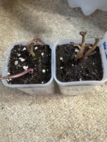 Plantes patates douce 