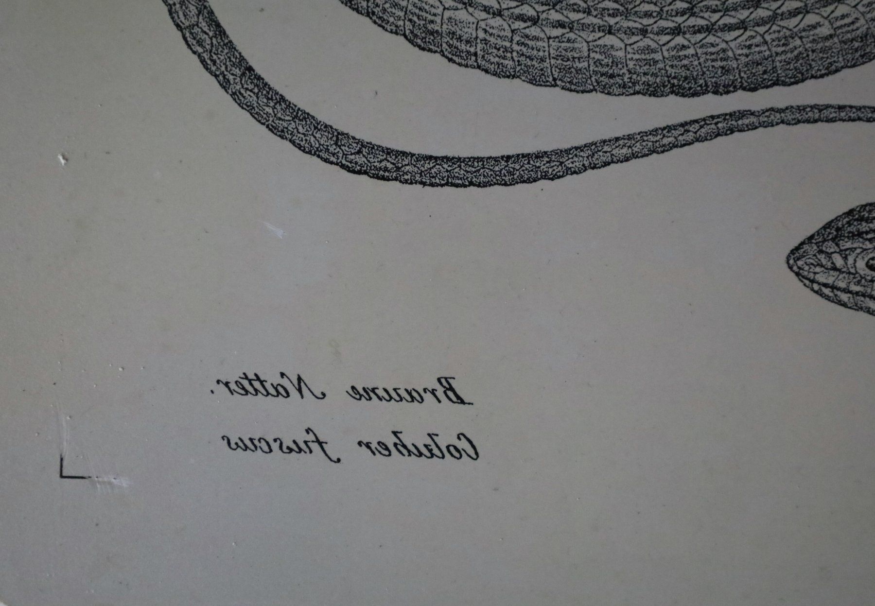Grafica & Litografie: Lithographiestein "braune Natter" Schlange – Usato da Birrwil venduto da brandschatz_birrwil 6