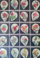 Collection d'opercule de fleurs anciennes  superbe!