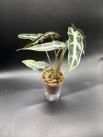 Alocasia Bambino (1-2) vergrünt