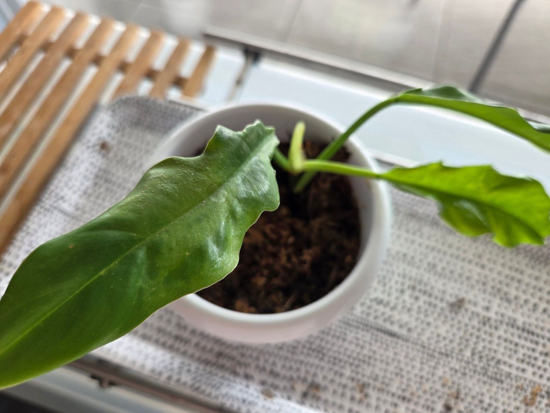 Piante & sementi: ** Philodendron Narrow 2** – Usato da Broc venduto da omegadlocks
