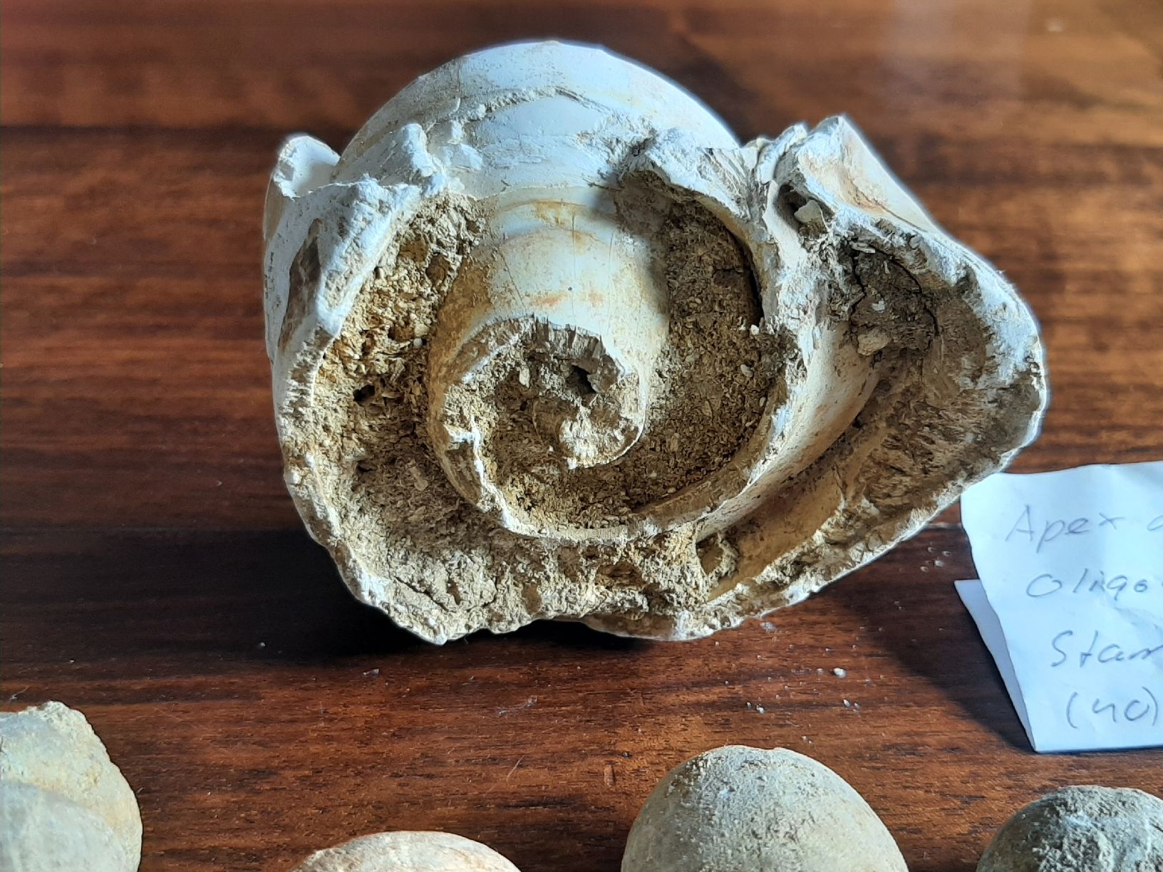 Fossili: Kleine Fossilien Sammlung – Usato da Rickenbach BL venduto da Oktober68 7