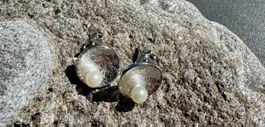 Elegante Ohrstecker, 925er Silber mit Perle