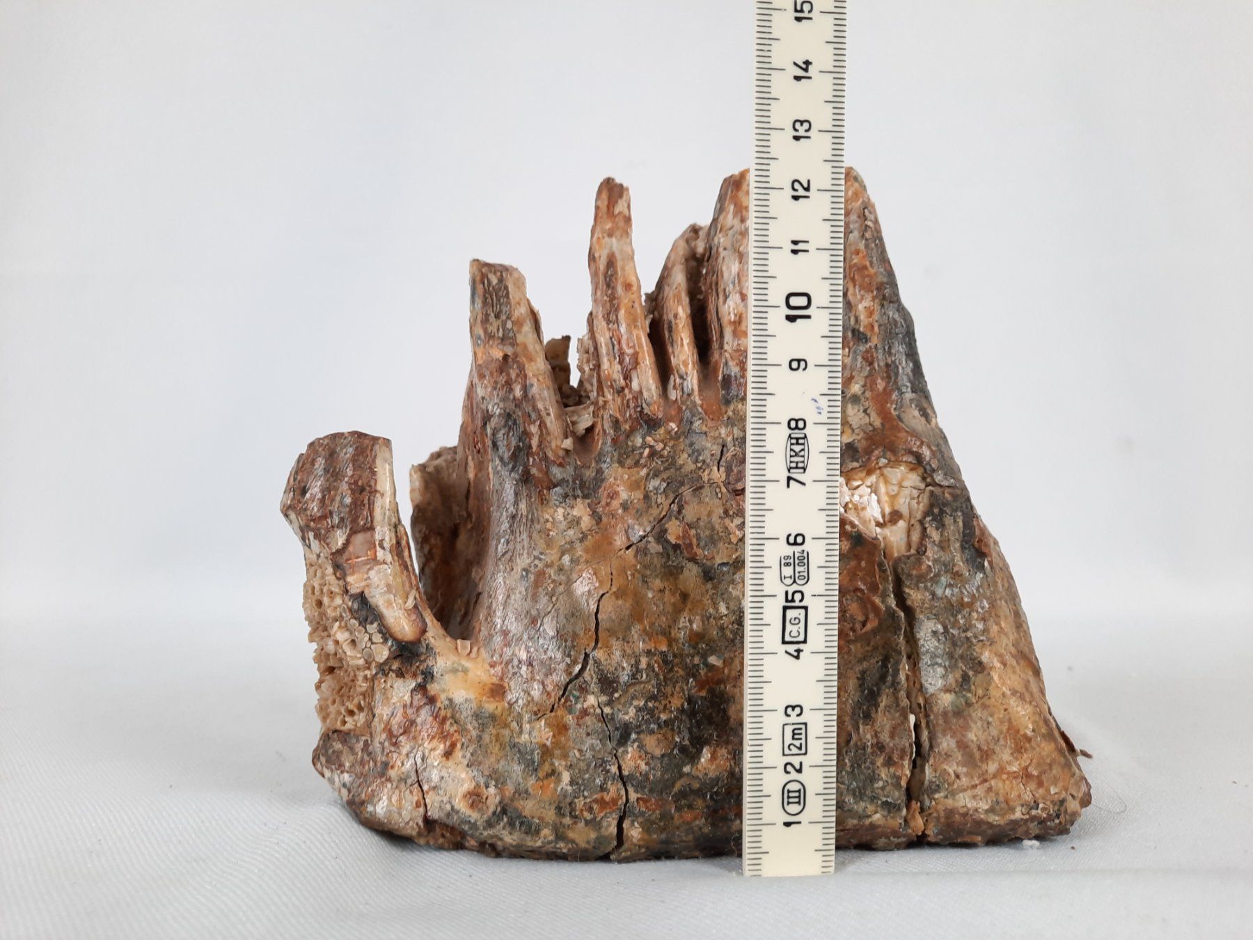 Fossili: Mammutzahn – Usato da Beinwil am See venduto da Restwert_Beinwil 8