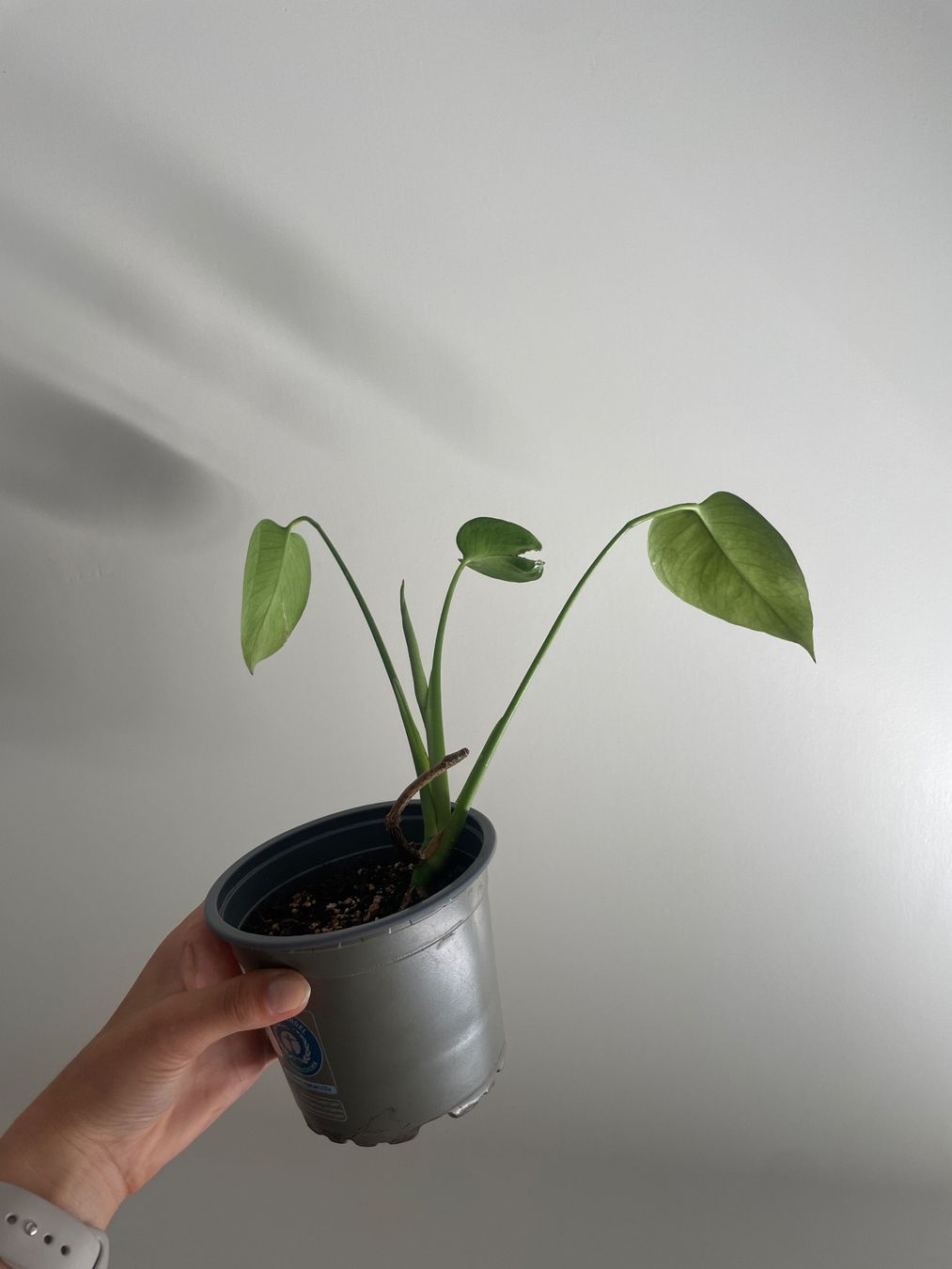 Piante & sementi: Baby monstera – Usato da Bern venduto da adr_62mn 3