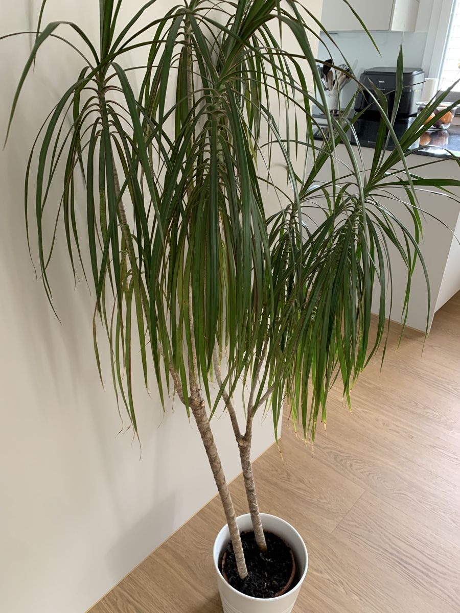 Piante & sementi: Plante d'intérieur Dracaena marginata – Usato da Port venduto da granitod 3