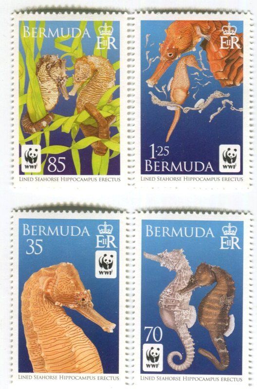 Tutti i francobolli: Briefmarken "Seepferdchen". Bermuda – Nuovo e nell'imballaggio originale da Basel venduto da Butsch5