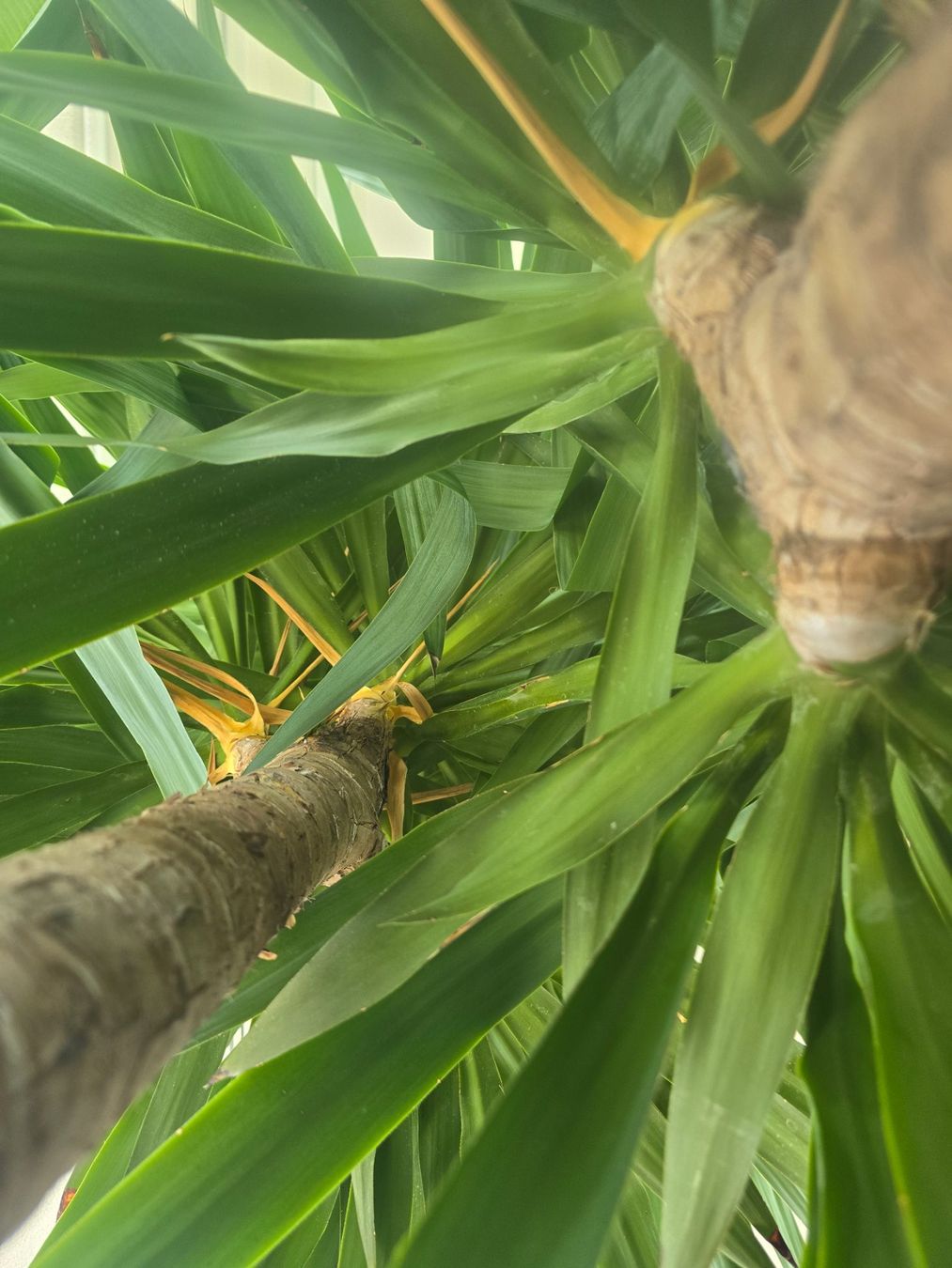Pflanzen & Samen: Grosse Yucca Palme🎋 – Gebraucht aus Affoltern am Albis von Benjamin_zh 3
