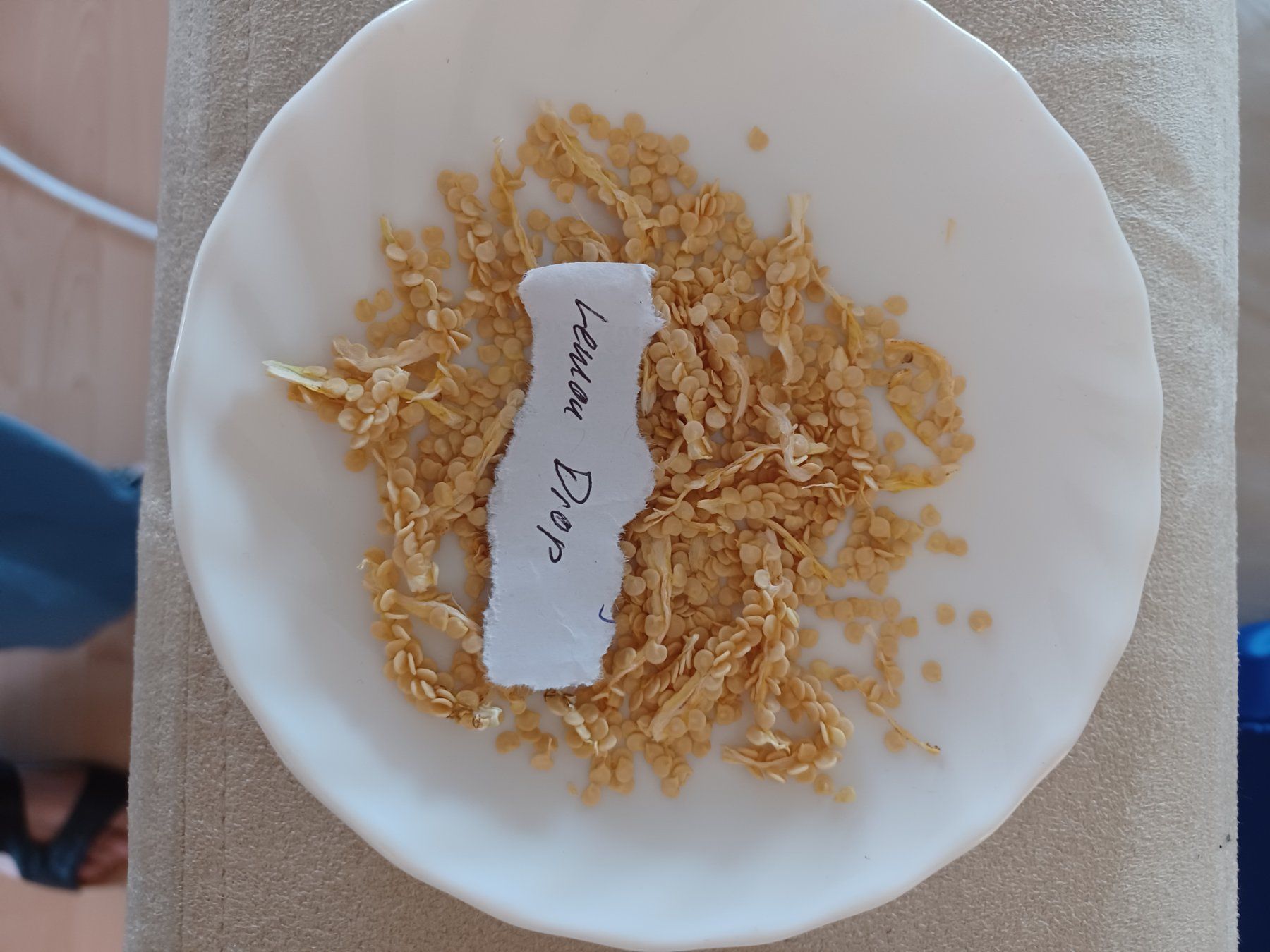 Pflanzen & Samen: Samen Chili Lemon Drop 2025 10Stk. – Gebraucht aus Schwaderloch von bademeister79 2