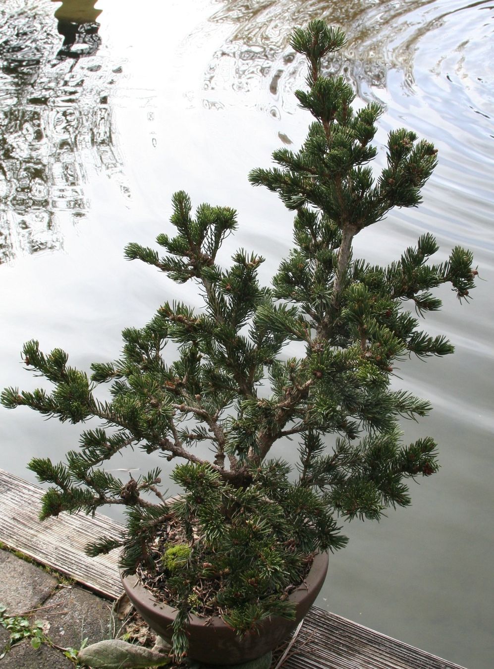 Piante & sementi: BONSAI  -  Zapfen-Fichte – Usato da Gretzenbach venduto da Sikim 2