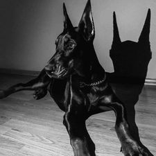 Profile image of o0DOBERMANN0o