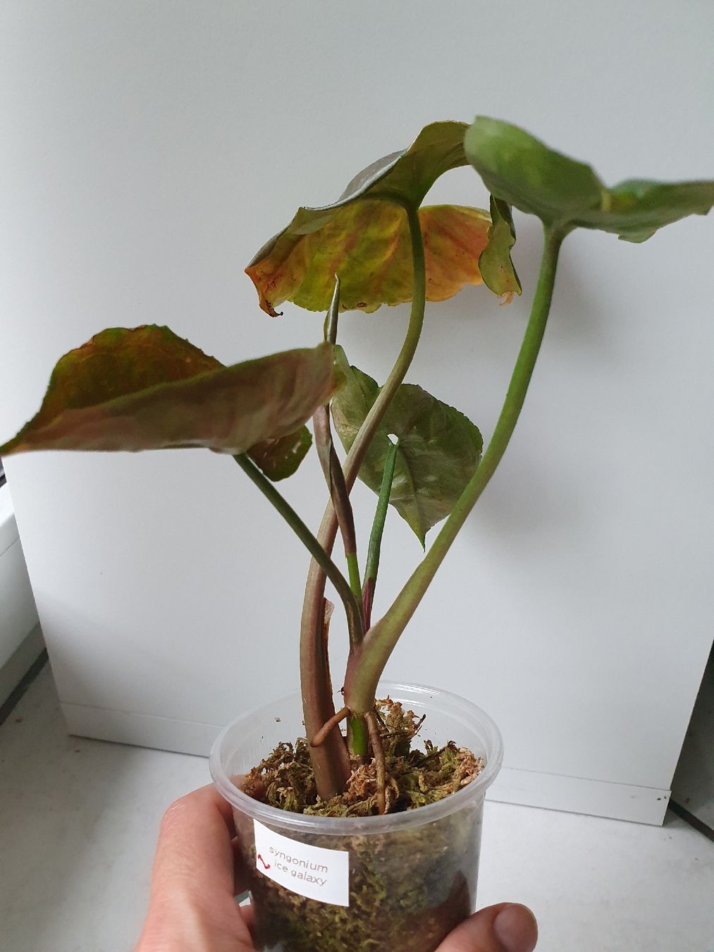 Plantes & graines: Syngonium Ice Galaxy – D'occasion à Erlinsbach SO par Lea030 1