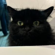 Profile image of Melisakosta