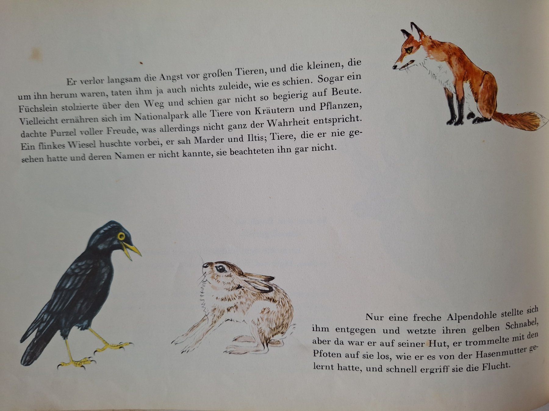 Livres: Purzel, Eine Hasengeschichte, Bea Verlag 1953 – D'occasion à Zürich par t24_de 2
