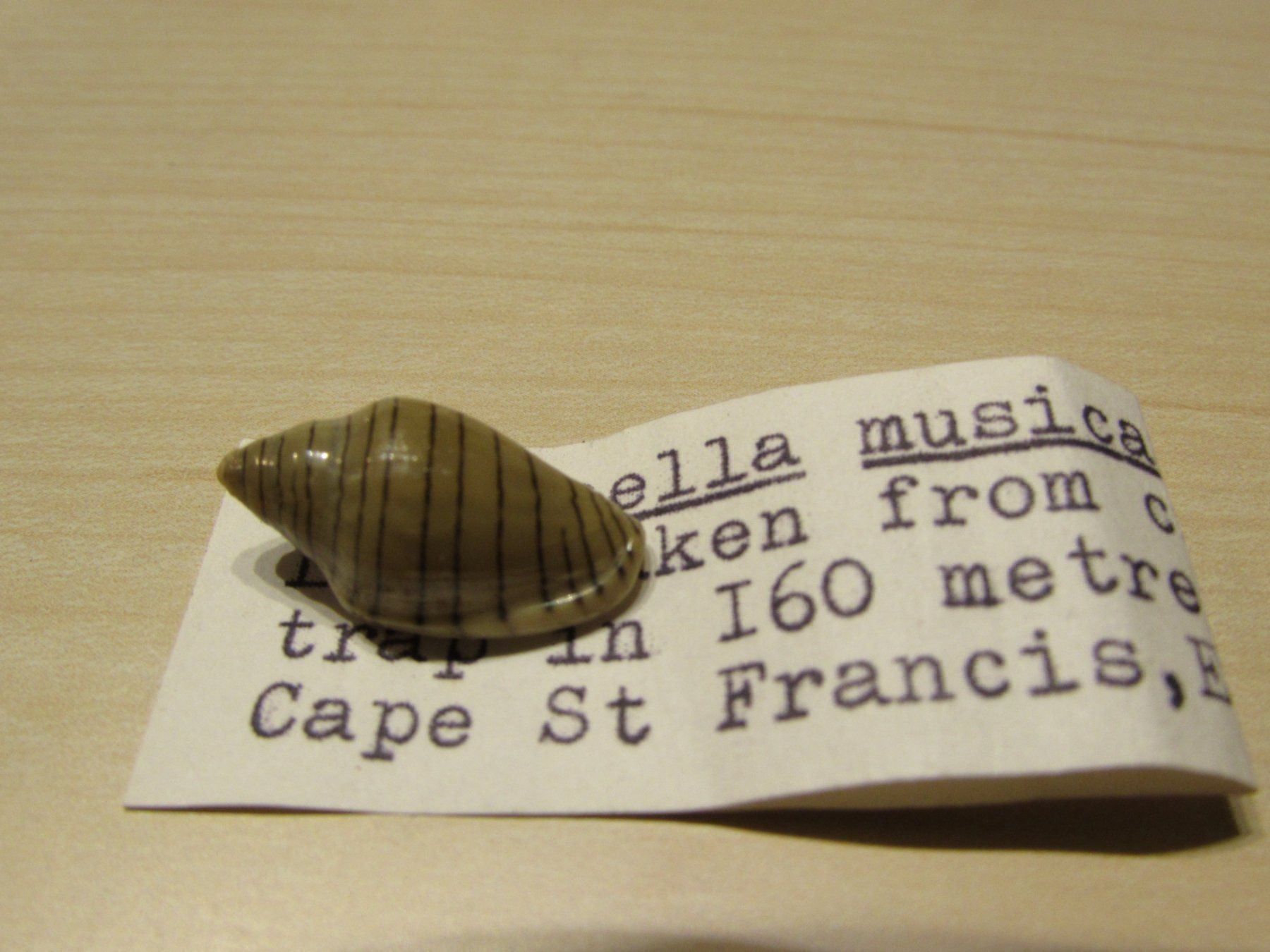 Fossili: Meerestiere, alte Muschel Sammlung, 13 stck – Usato da Walchwil venduto da Shells1 1
