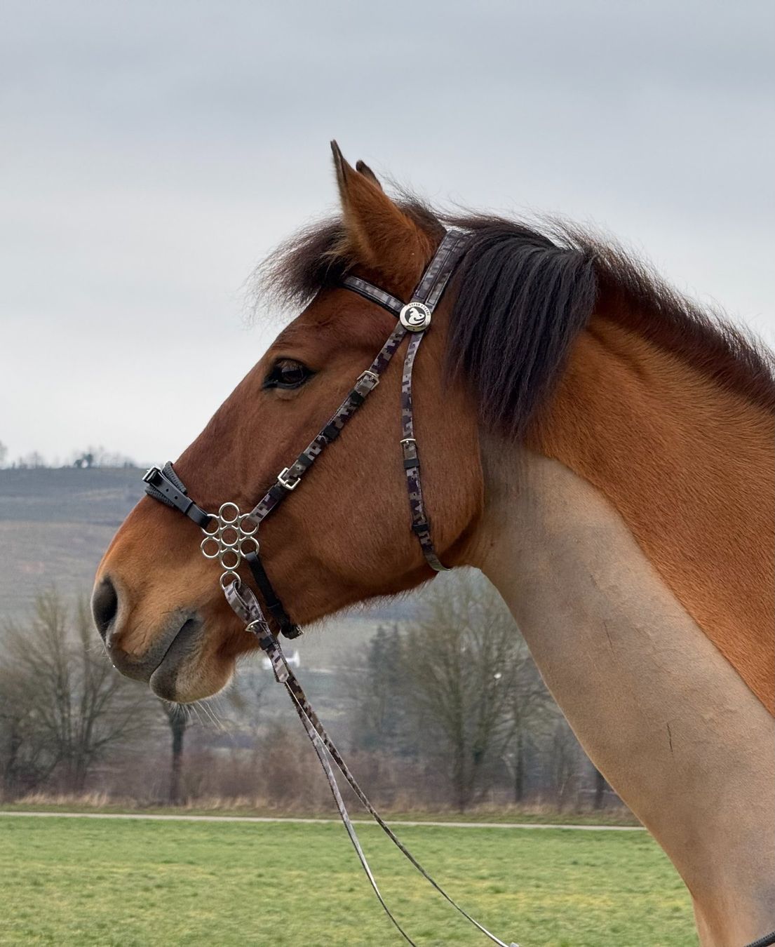 Briglie & Cavezze: Zilco Blumen Hackamore mit Schenkel Einheitsgrösse – Nuovo e nell'imballaggio originale da Frauenfeld venduto da Nikodemus3 5
