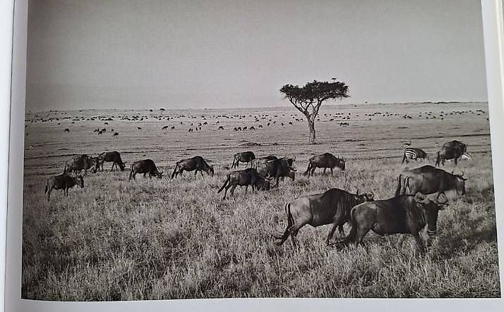 Libri: Libro "Africa, Sebastião Salgado", Taschen, 2007 – Nuovo (secondo la descrizione) da Lugano venduto da Ant 3