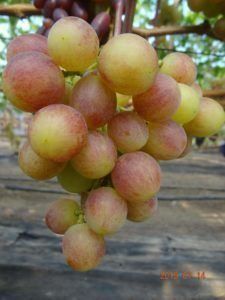Piante & sementi: Vigne - Raisin de collection SMISHARIKI – Nuovo (secondo la descrizione) da Bremblens venduto da FIBONACCI369 1