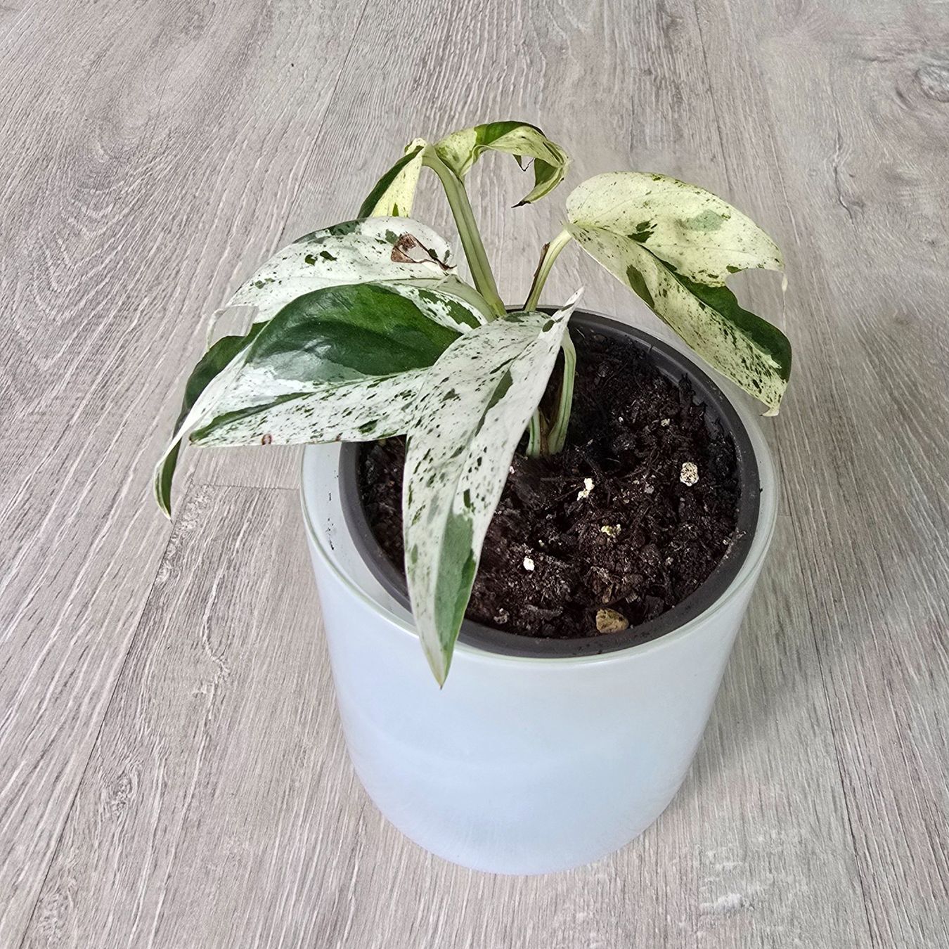 Piante & sementi: Epipremnum marble variegata – Nuovo (secondo la descrizione) da Aarburg venduto da Glitzerschein 1