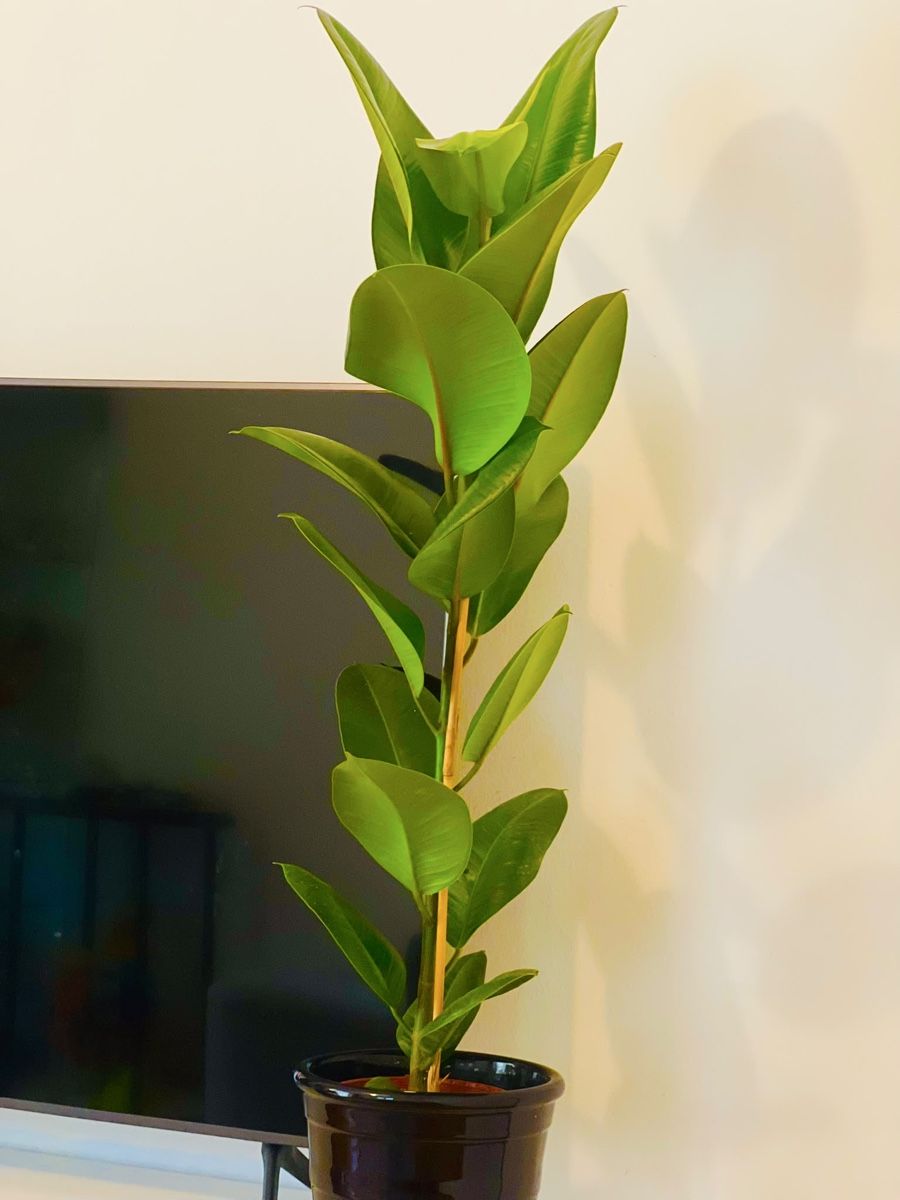 Pflanzen & Samen: Ficus Elastica Pflanze mit schwarzem Topf – Gebraucht aus Gerlafingen von naj_vj8s 4