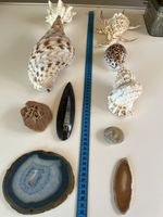Mineralien Muscheln Versteinerungen Sandrose