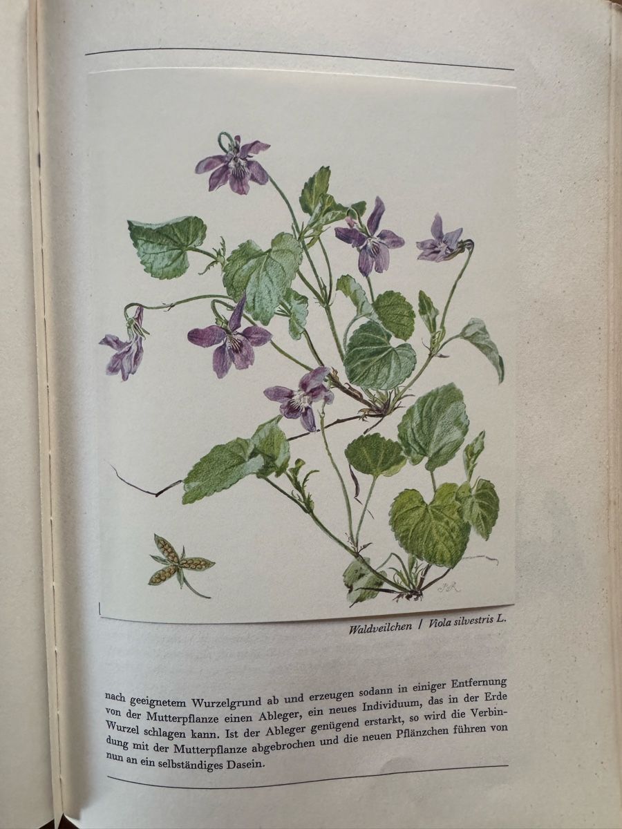 Libri: Hans Meierhofer: Aus unserem Wald - Ein Bilderbuch – Usato da Cham venduto da matap1 3