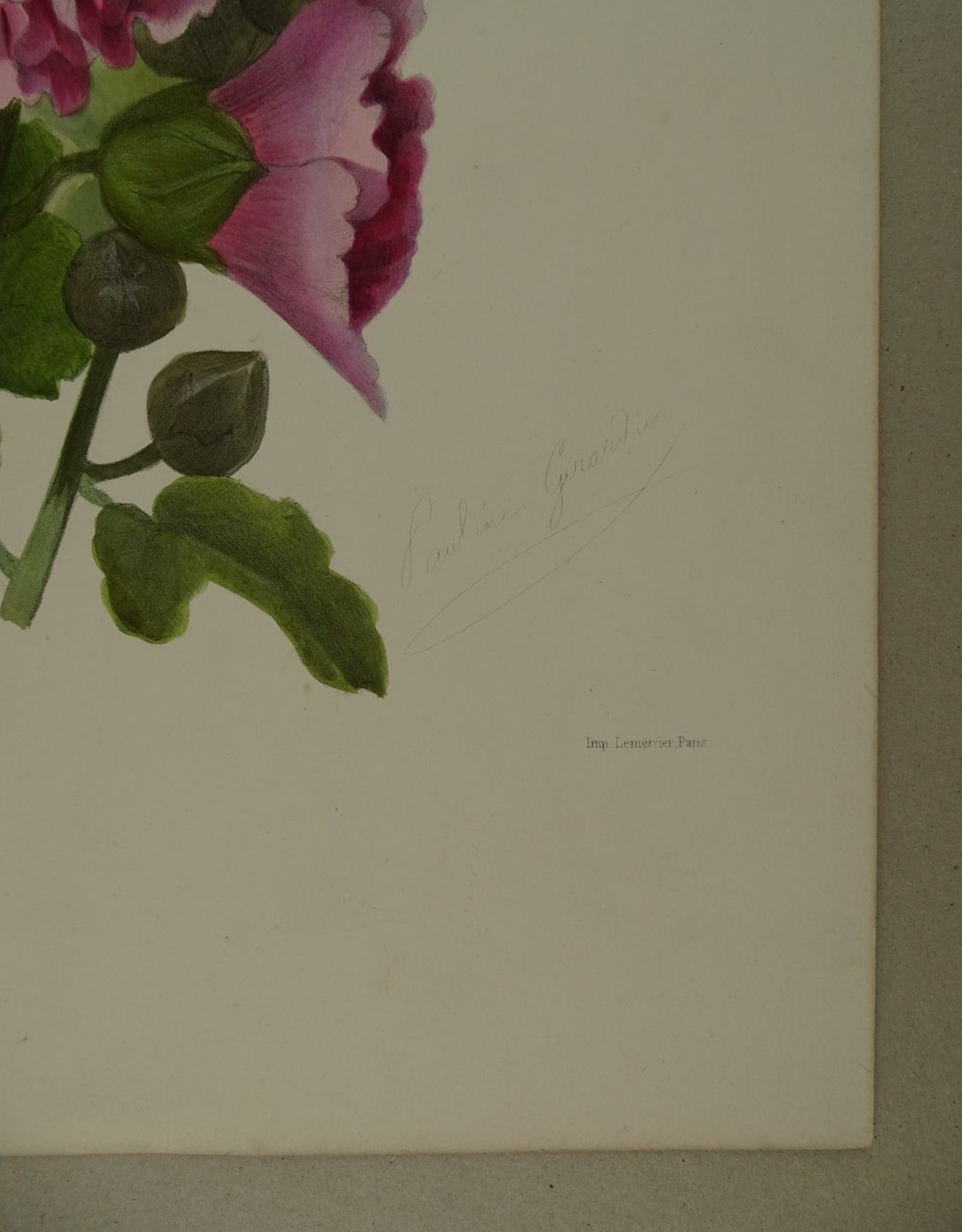 Stiche: ROSE TREMIÈRE, LITHOGRAPHIE UM 1850 – Gebraucht aus Grüningen von Kartensammler 5