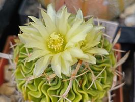 Kakteen, Stenocactus dichroacantus, blühfähig