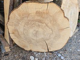 Eschen Holz Baumscheibe
