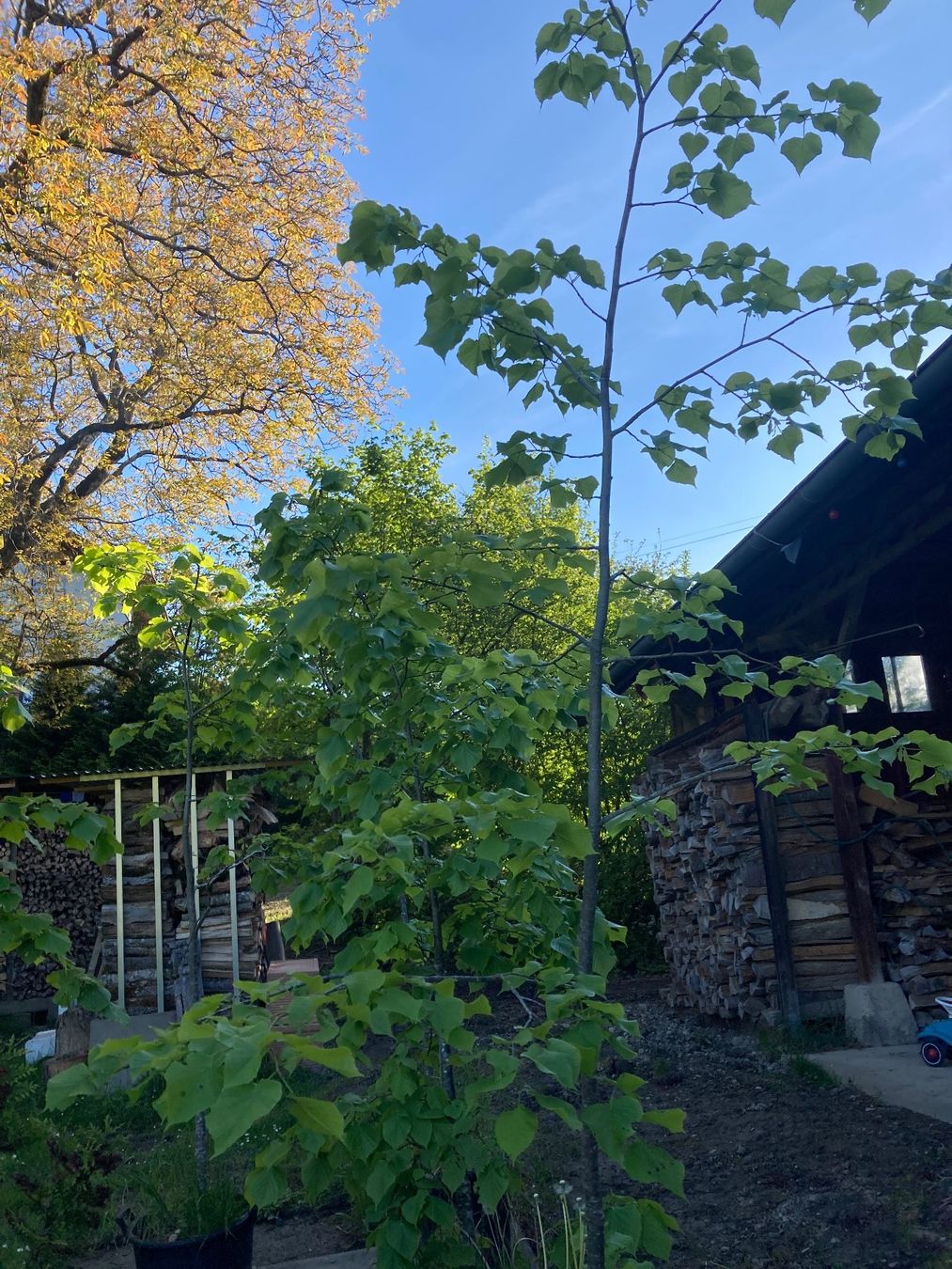 Pflanzen & Samen: Sommerlinde. Lindenbaum – Gebraucht aus Walde AG von remo_globi 3